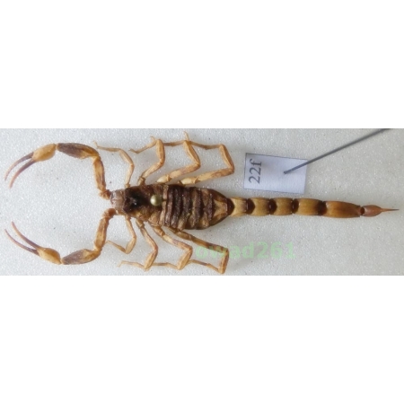 Mesobuthus martensii (Karsch, 1879) +60mm Indonesia, Java Is22f